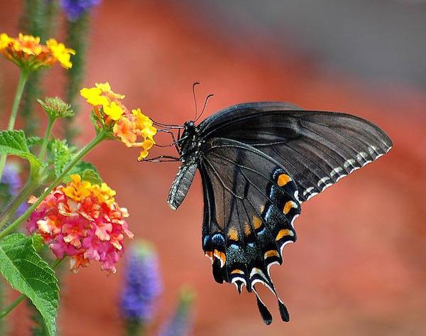 black swallowtail