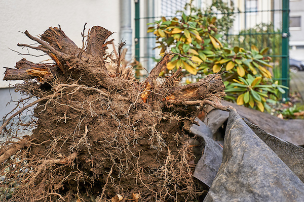 tree root in home